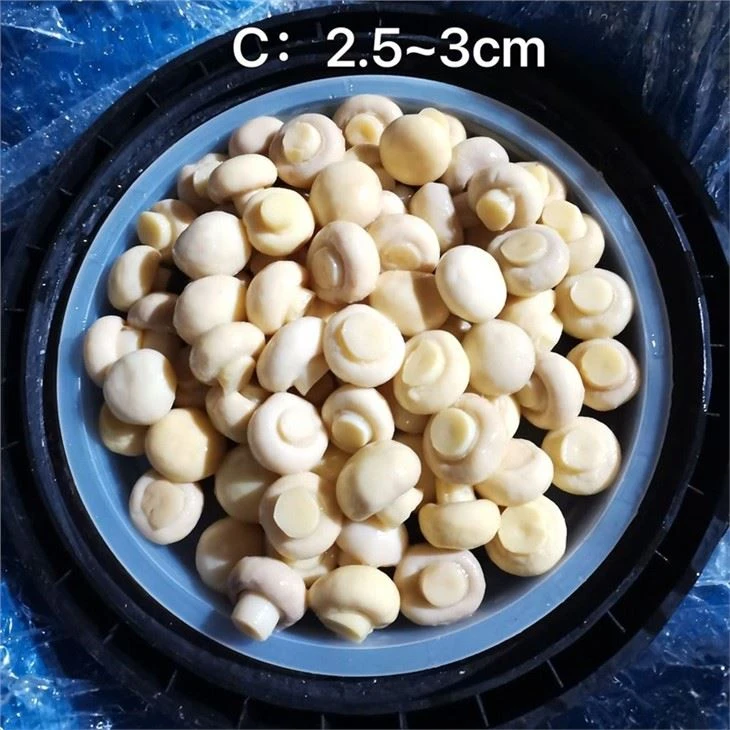 White champignon mushroom sliced in SO2 in drums
