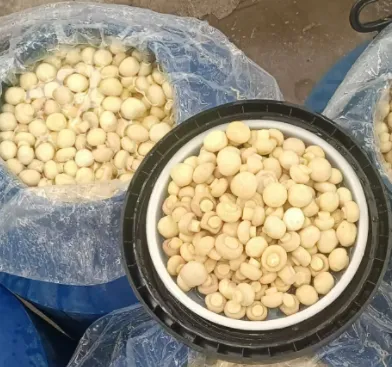 Cogumelo Branco de Fábrica em SO2 em Tambores